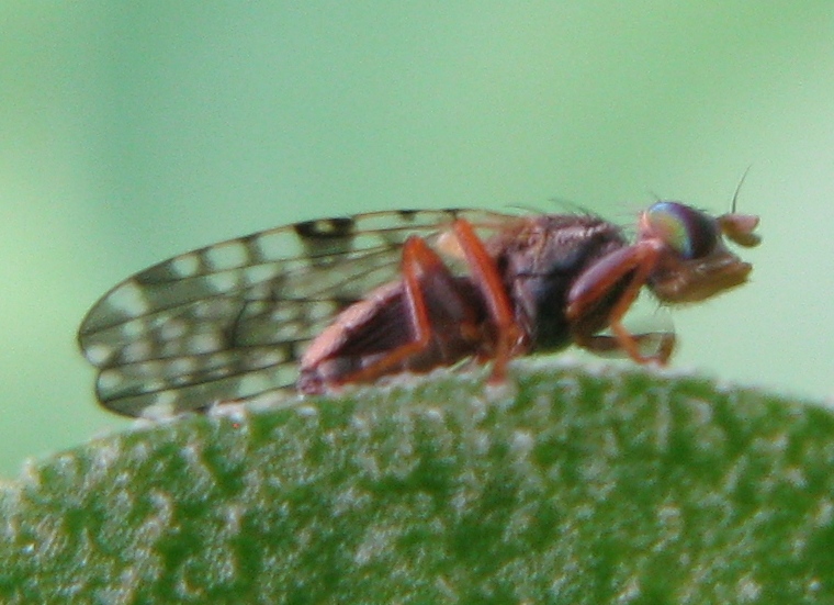 Tephritidae ?